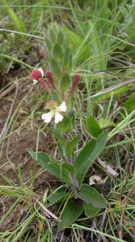 Zaluzianskya microsiphon young plant